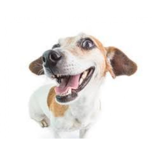Dogs